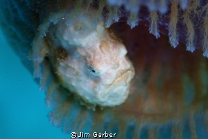 Frog fish in tube sponge - Bonaire by Jim Garber 